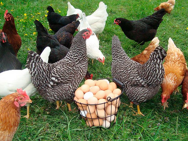 Содержание кур и уход за ними | ЗооТом - продажа, вязка и услуги для животных в Суровикино