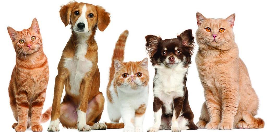 Доска объявлений о животных | ЗооТом - продажа, вязка и услуги для животных в Суровикино