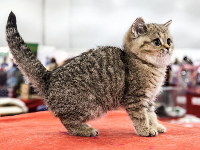 Породы кошек в Суровикино | ЗооТом портал о животных