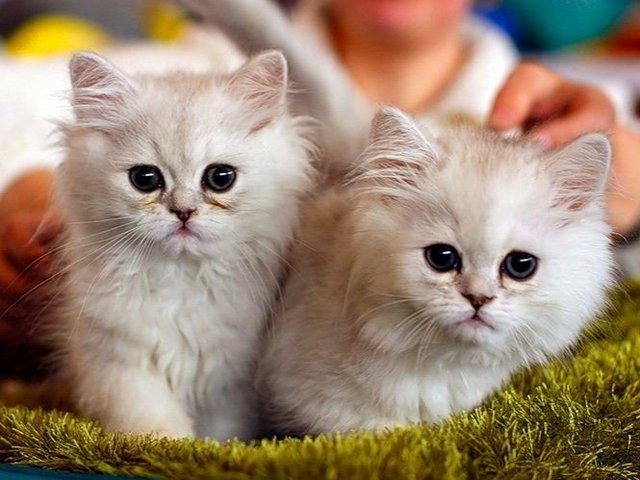 Породы кошек в Суровикино | ЗооТом портал о животных