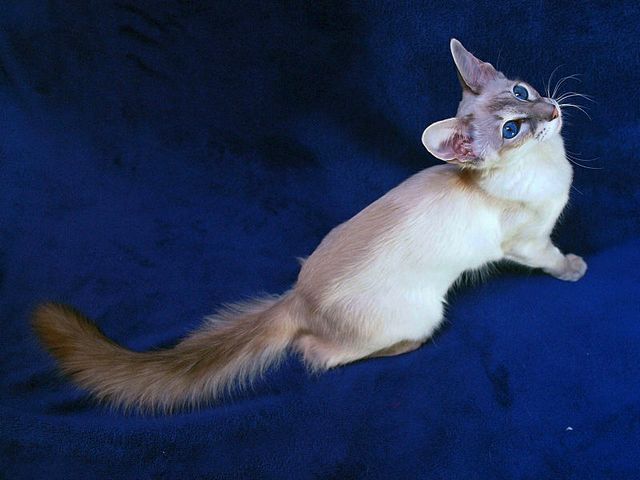 Выведенные породы кошек в Суровикино | ЗооТом портал о животных