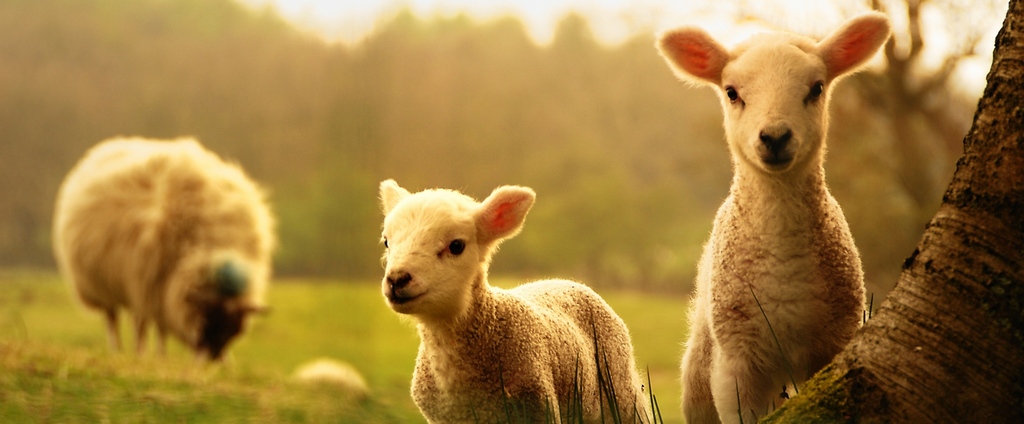 Объявления о сельскохозяйственных животных | ЗооТом - продажа, вязка и услуги для животных в Суровикино
