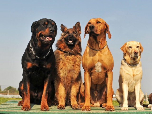 Крупные породы собак в Суровикино | ЗооТом портал о животных
