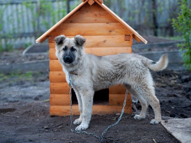 Все о собаках в Суровикино